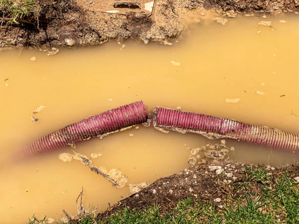 Best Carpet water damage restoration  in Douglas, WY